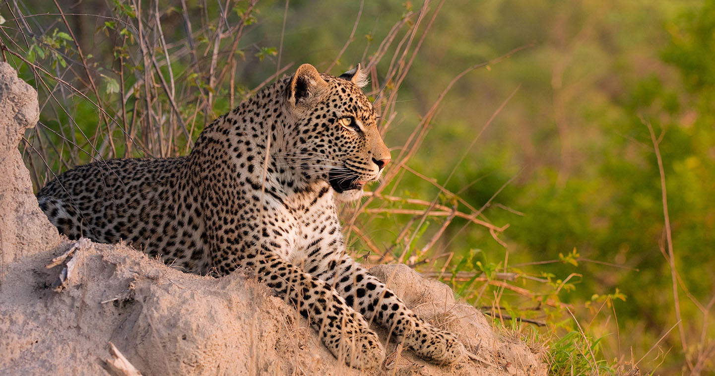 The Sabi Sands is probably the best place in South Africa to see leopard