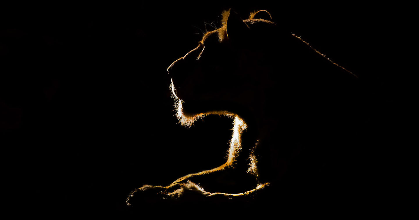 A lion at night in the Sabi Sands: the ultimate place for a big five safari