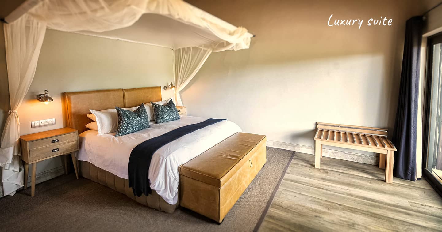 Safari accommodation in a luxury suite at Elephant Plains
