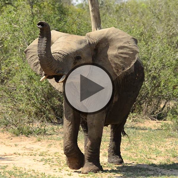 Elephant Plains video
