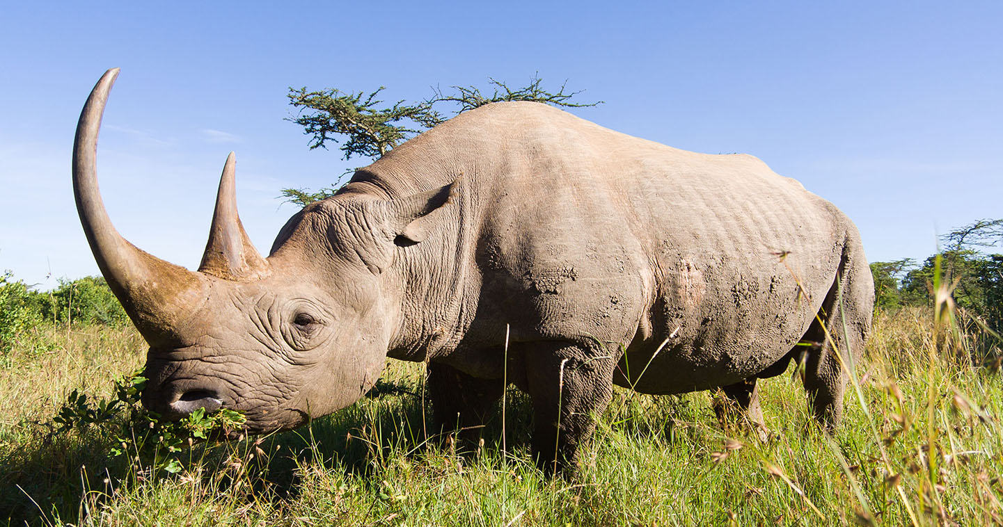 Close encounter with a rhino in the Sabi Sands