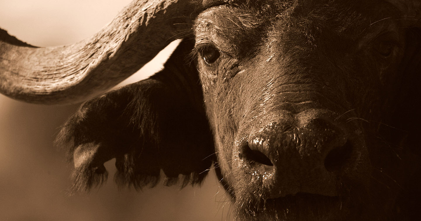 Meet the impressive buffalo during your big five safari in the Sabi Sands