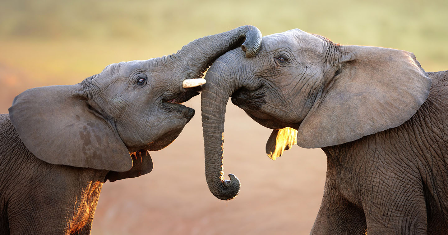 The elephant is a sighting in the Sabi Sands during your big five safari in South Africa