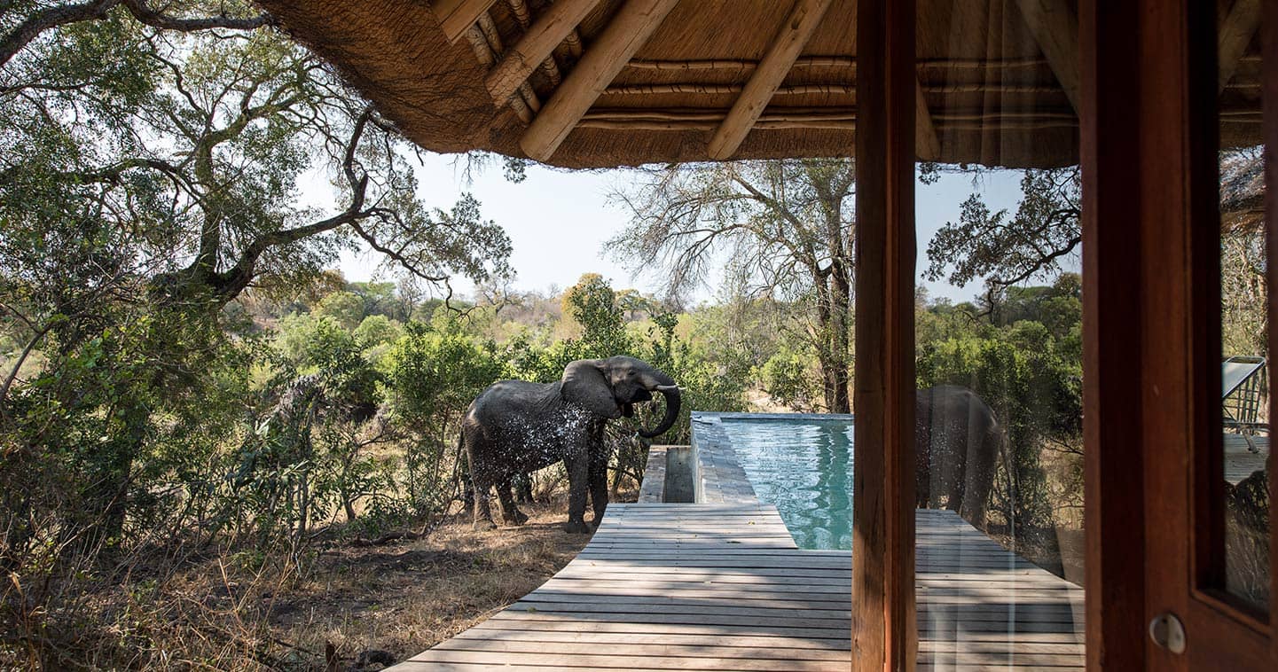 Dulini Leadwood Lodge in Sabi Sands