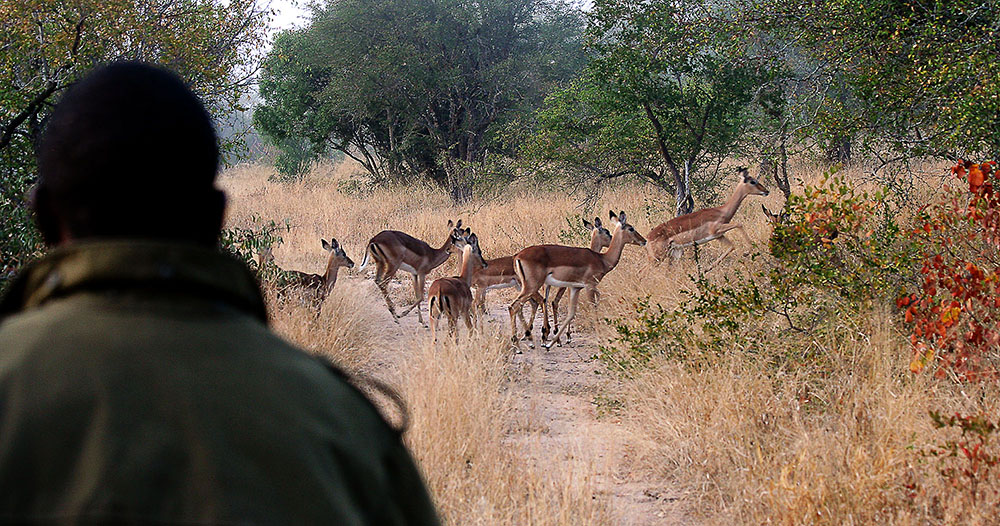 Sabi Sands private game reserve