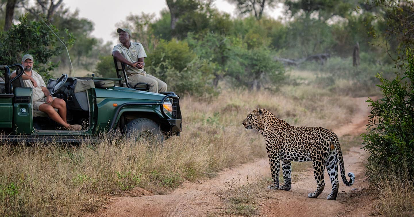 Sabi Sands Game Reserve Travel Information South Africa