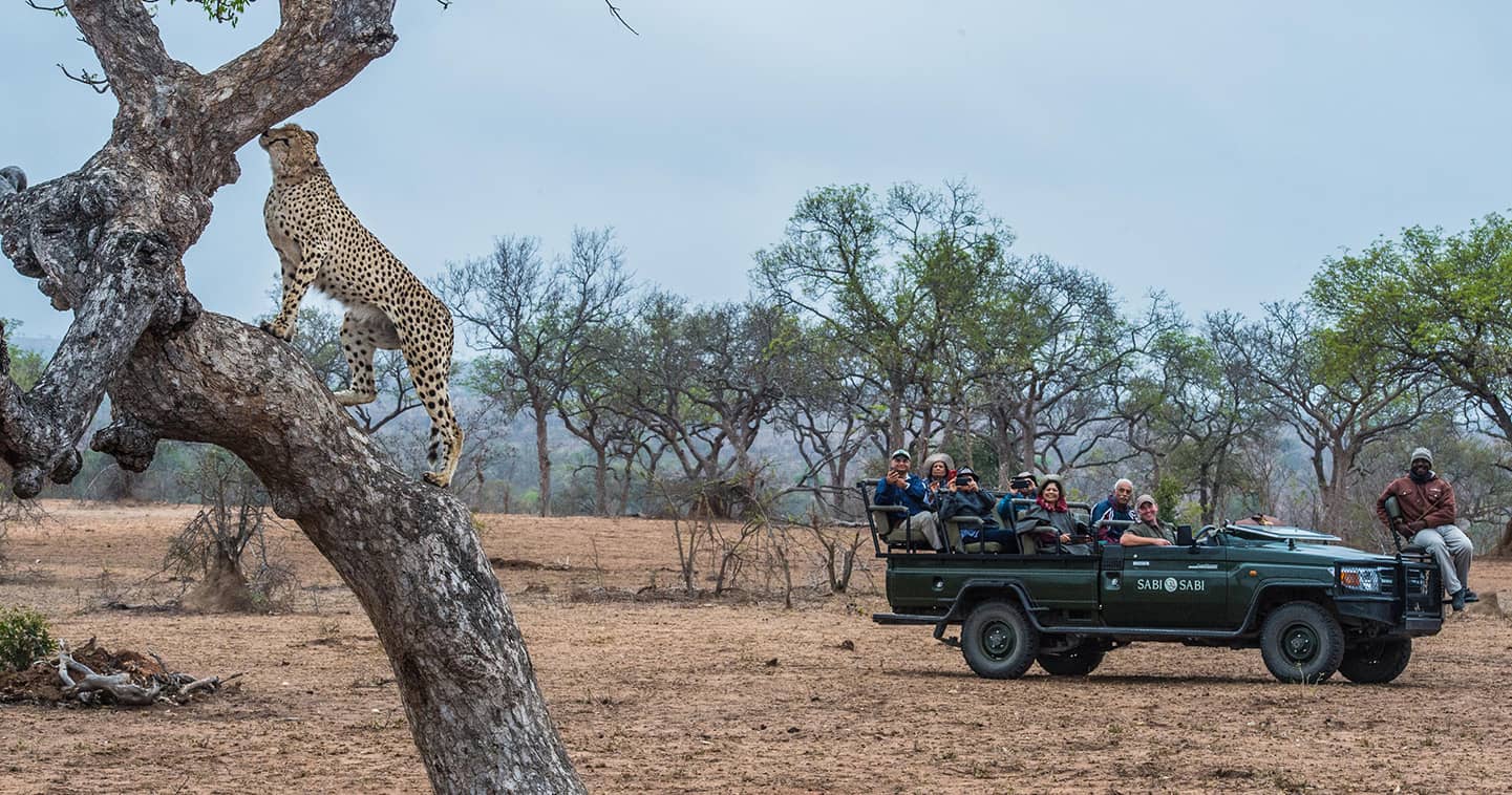 Enjoy a luxury wildlife safari at Sabi Sabi Bush Lodge