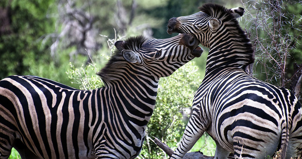 Kruger Game Reserve Sabi Sands