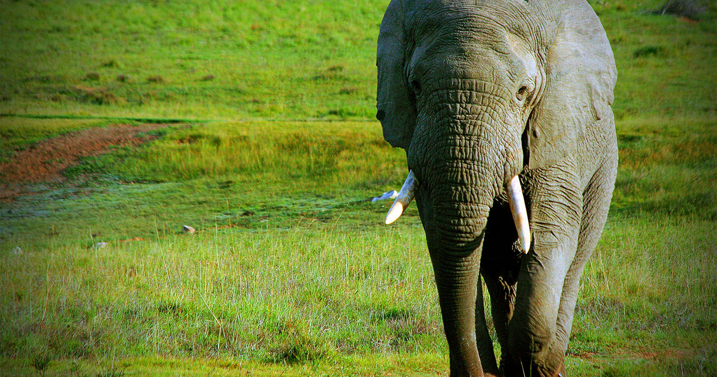 Safari Kruger Sabi Sands