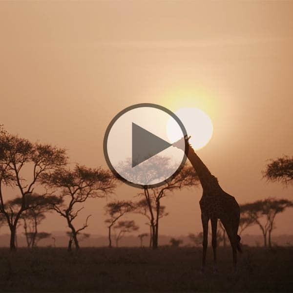 Singita Ebony video